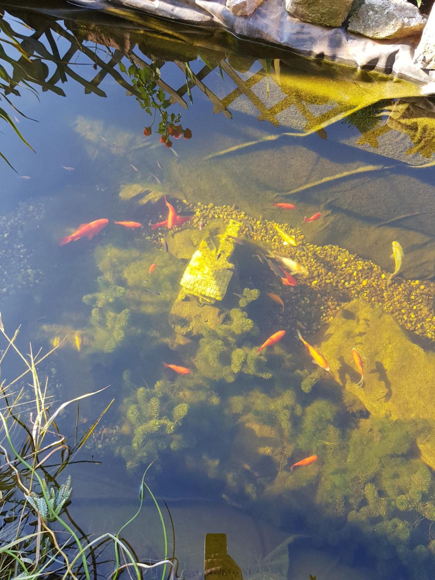 Maison De Vacances Freconrupt La Broque Bagian luar foto